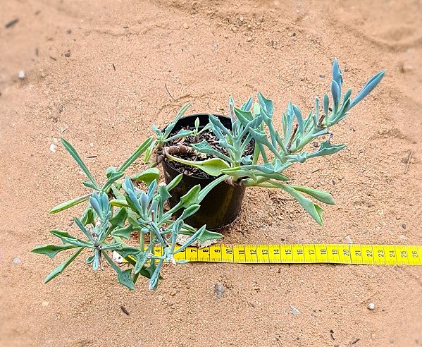Senecio Kleiniiformis