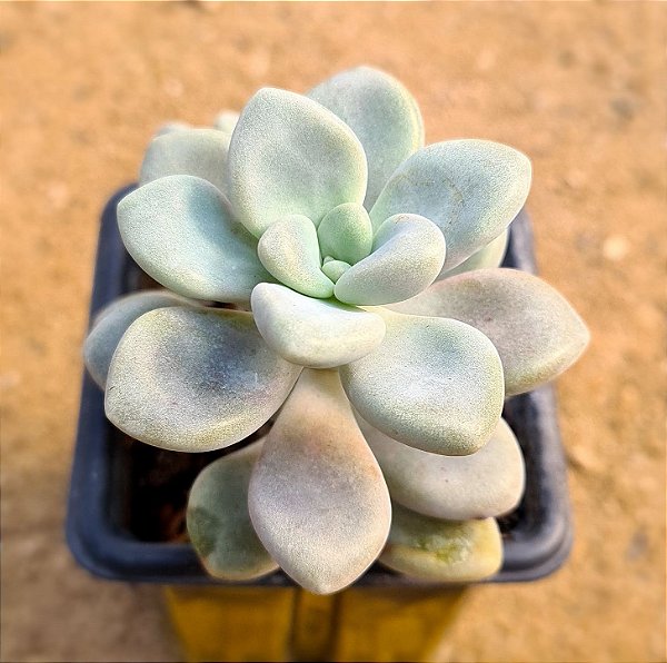 Graptopetalum ellen