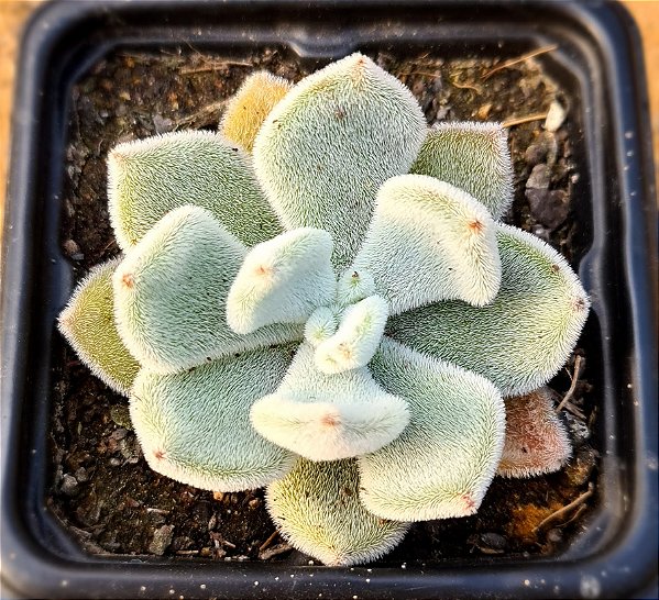Echeveria pulvinata frost