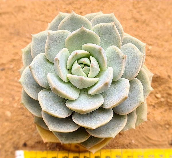 graptoveria titubans