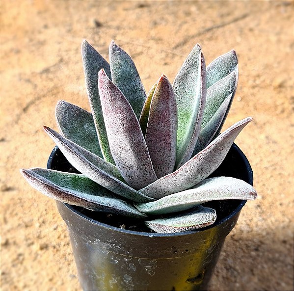 Crassula garnet lotus