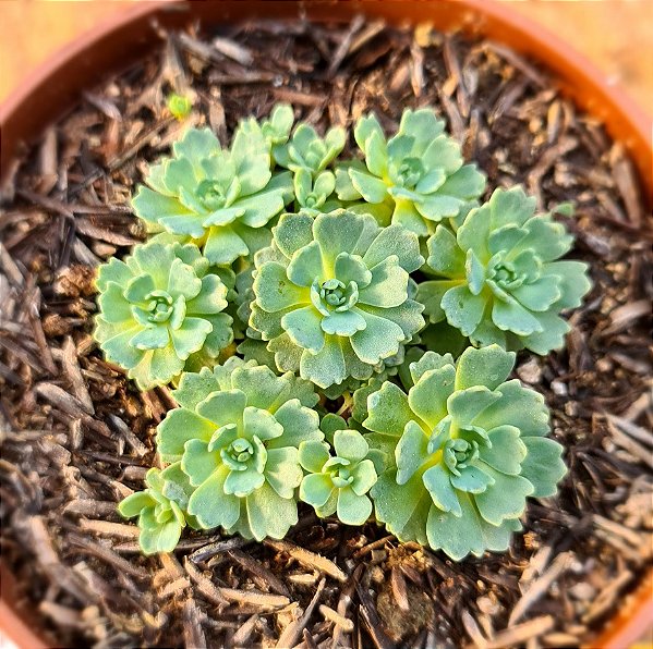 Rhodiola pachyclados