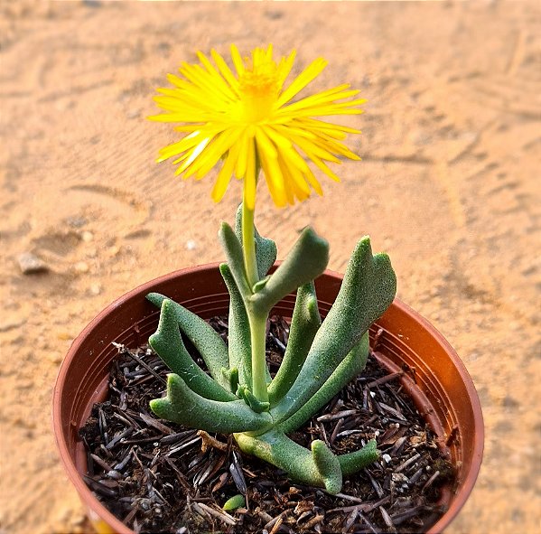 Rombophyllum dolabriformes