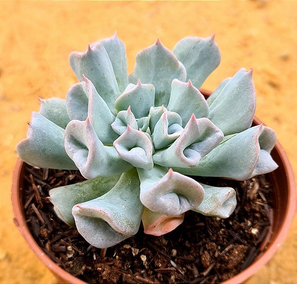 Echeveria pig nose