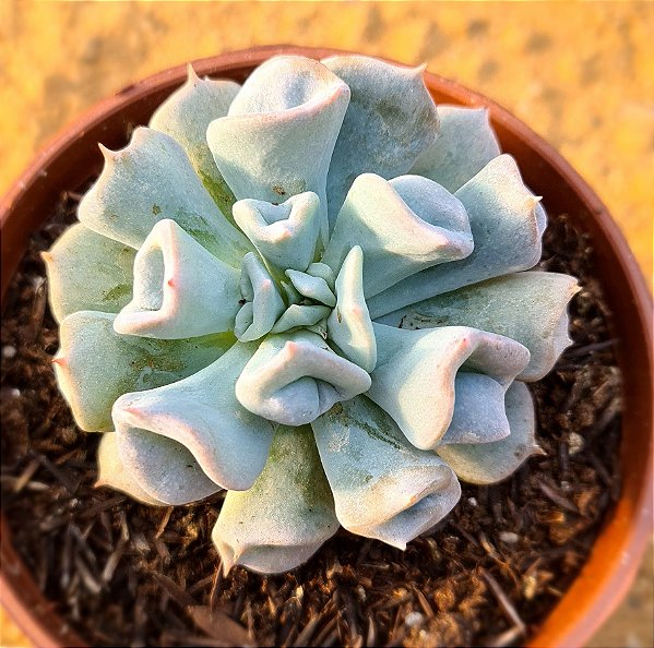 Echeveria pig nose