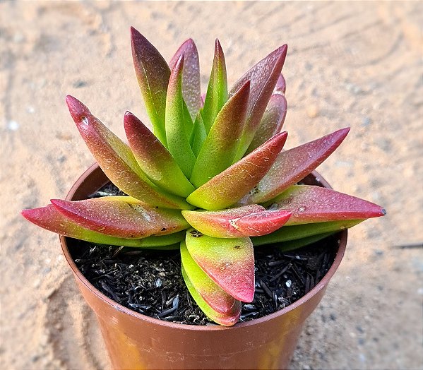 Crassula fusca