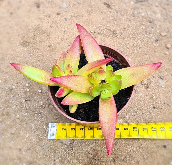 Crassula fusca