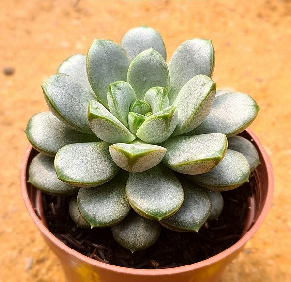 Graptoveria amethorum