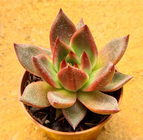 Echeveria Antares