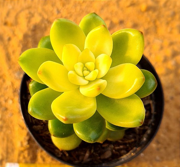 Sedum shangrila variegata