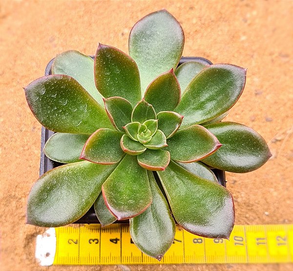 Echeveria sanguinea