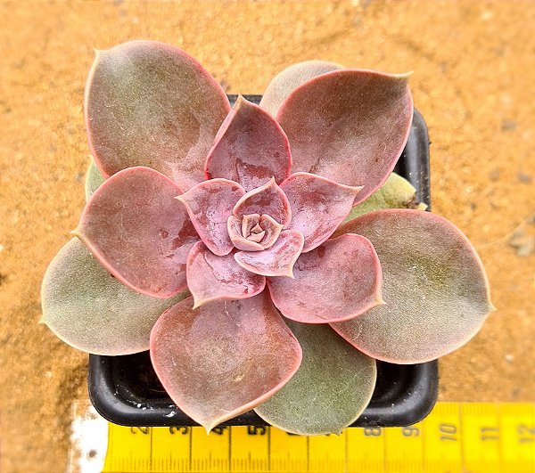 Echeveria duchess of nuremberg
