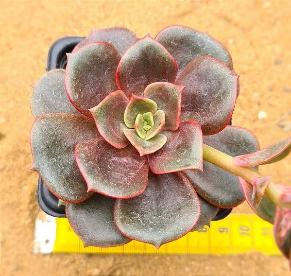 Echeveria zesta
