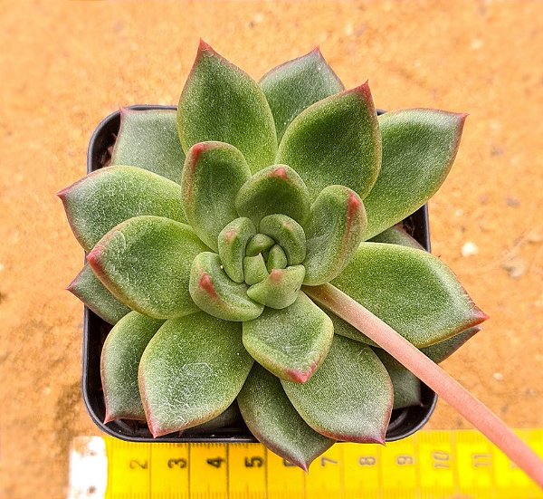 Echeveria ebony green