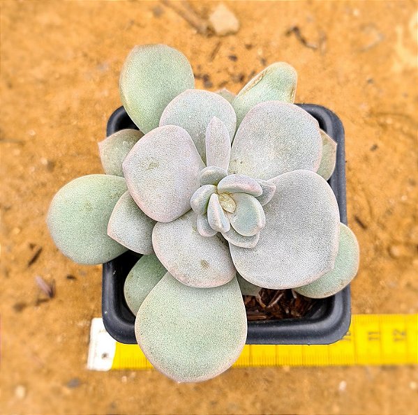 Graptoveria Margaret rose