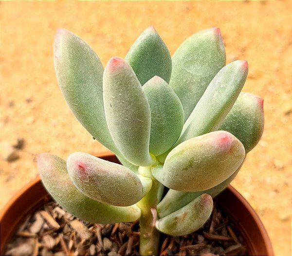 Pachyveria dr. Cornelius
