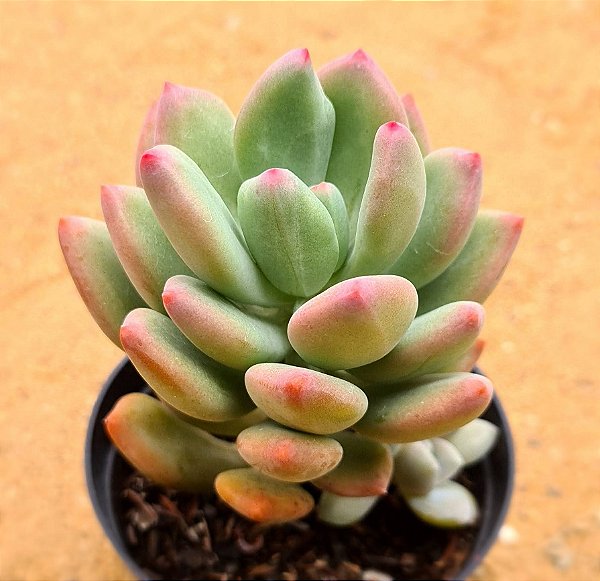 Pachyveria dr. Cornelius