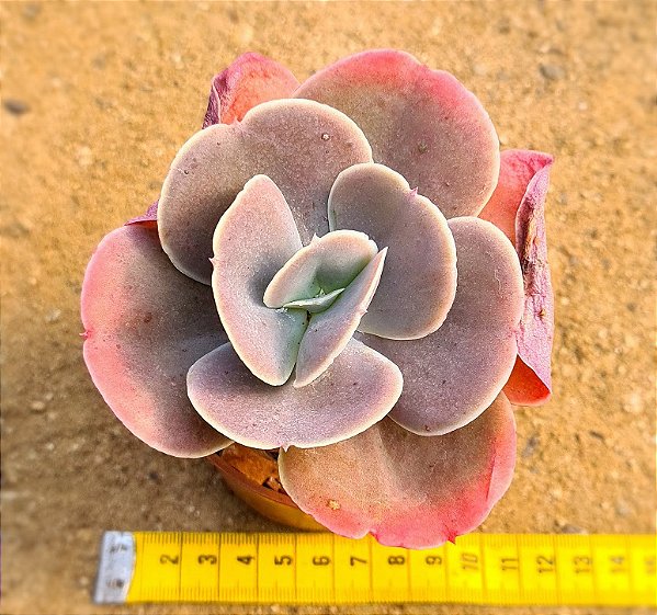 Echeveria joy giants