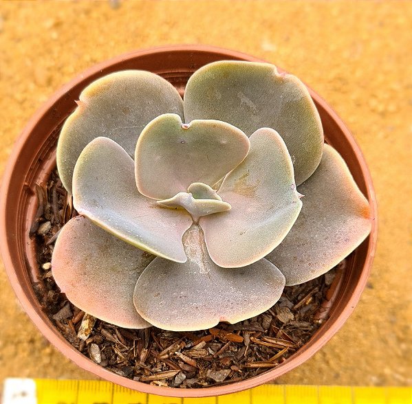 Echeveria joy giants