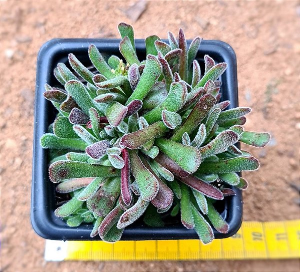 Crassula pubescens