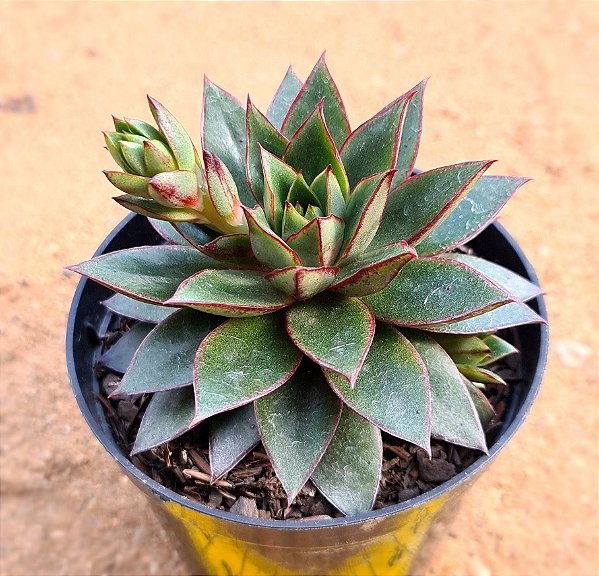 Echeveria love rain