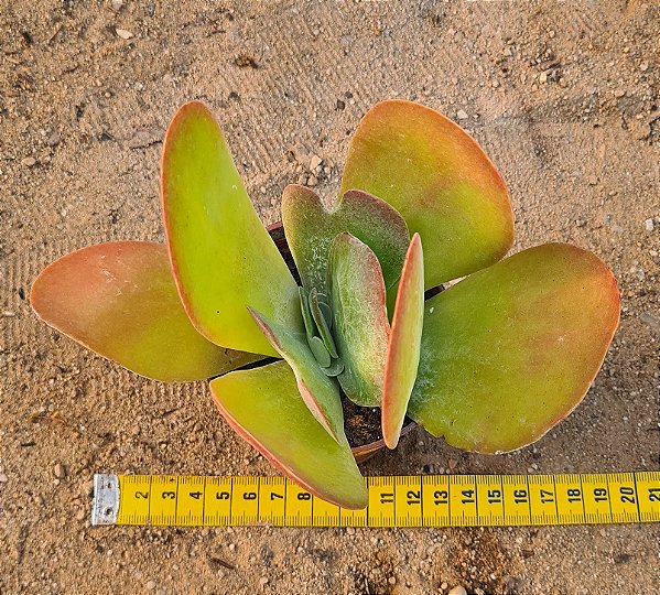 Kalanchoe thyrsiflora - Suculenta "orelha-de-elefante"