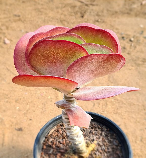 Kalanchoe thyrsiflora