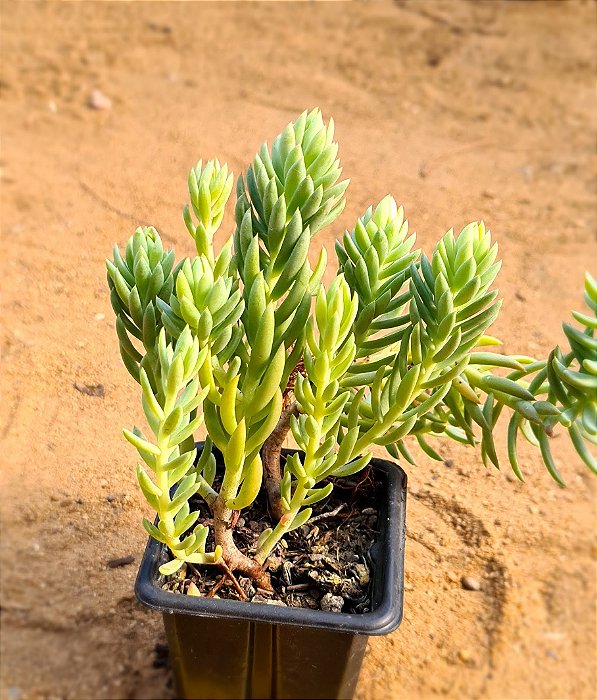 Sedum reflexum 'blue spruce'