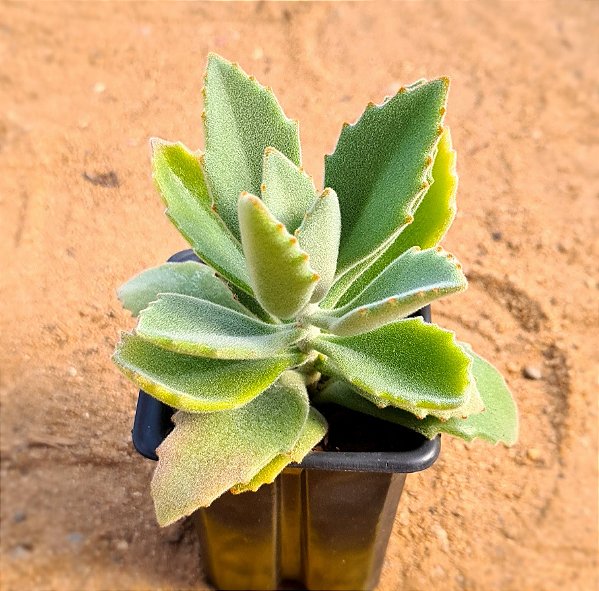 Kalanchoe millotii