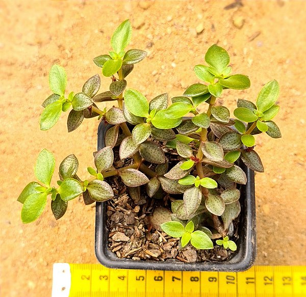 Crassula volkensii