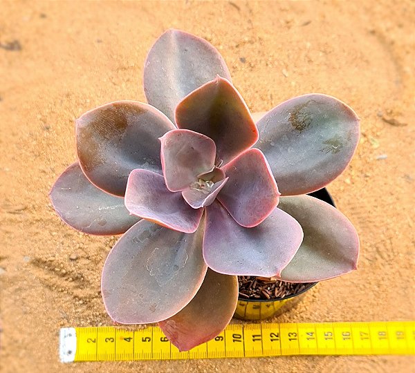Echeveria Decora - não variegata