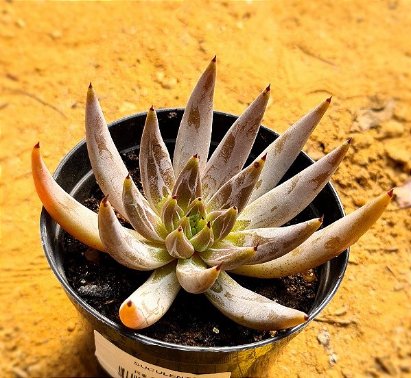 Echeveria unguiculata