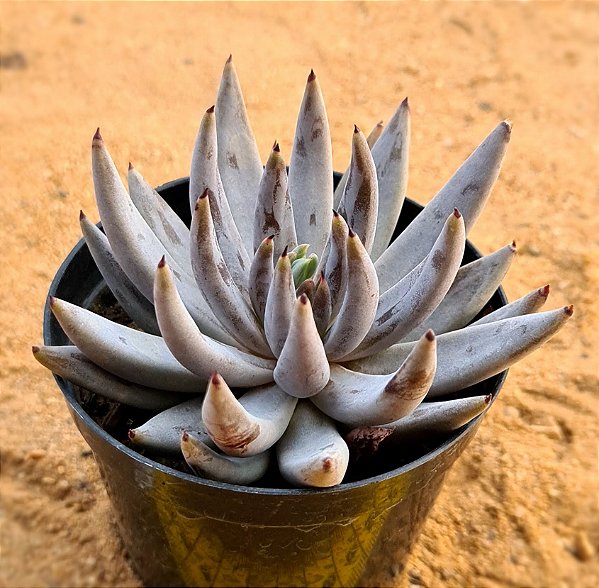 Echeveria unguiculata