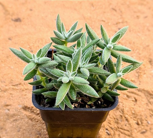 Crassula mesembryanthemoides