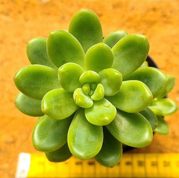 Sedum shangrila