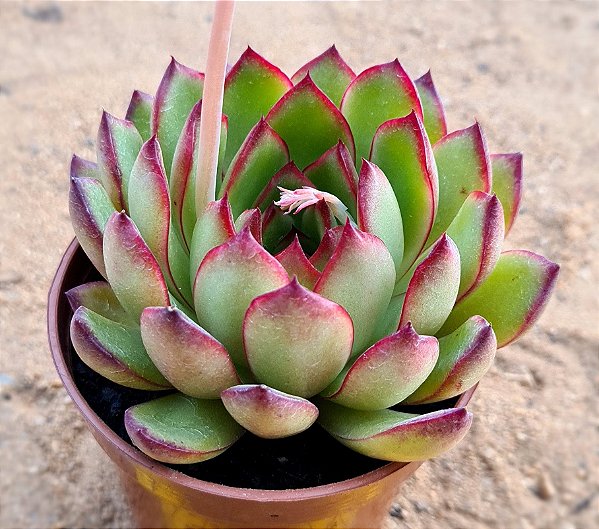 Echeveria puli lindsayana