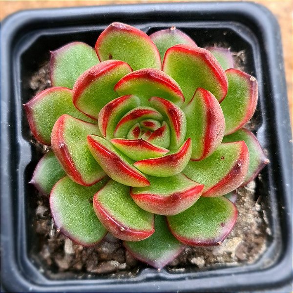 Echeveria puli lindsayana