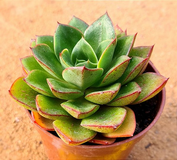 Echeveria seiten botan