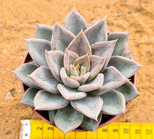 Echeveria silver queen
