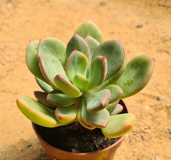 Graptoveria cv rezry