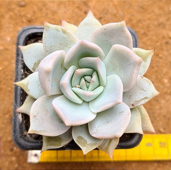 Echeveria lia