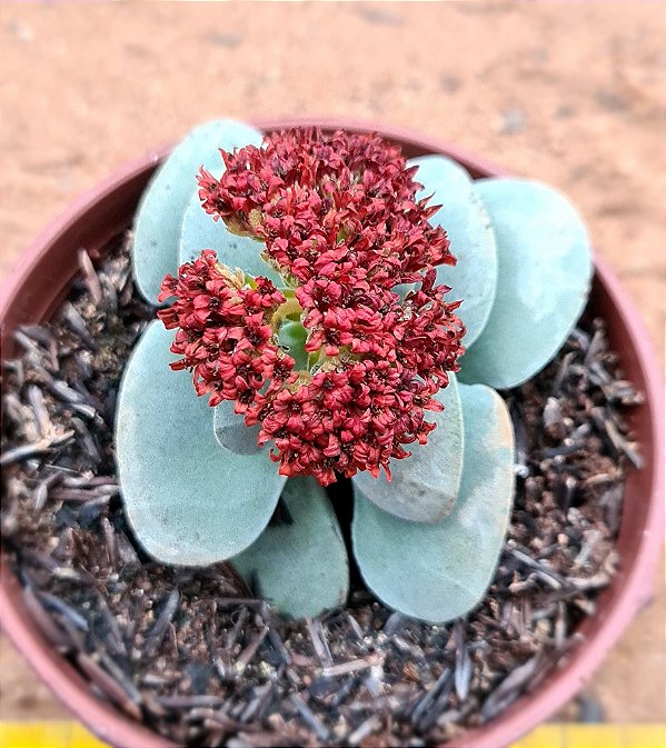 Crassula morgans beauty