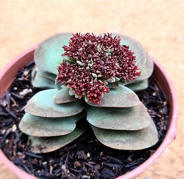 Crassula morgans beauty