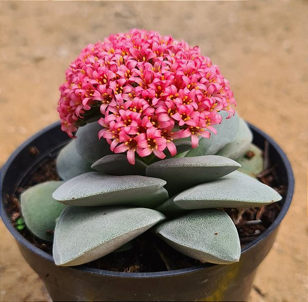 Crassula morgans beauty