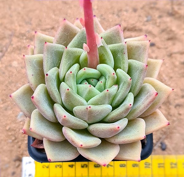 Echeveria julieta
