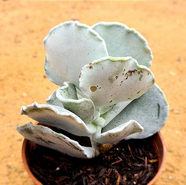 Cotyledon undulata