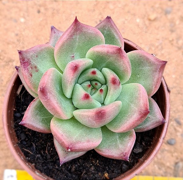 Echeveria honey pink