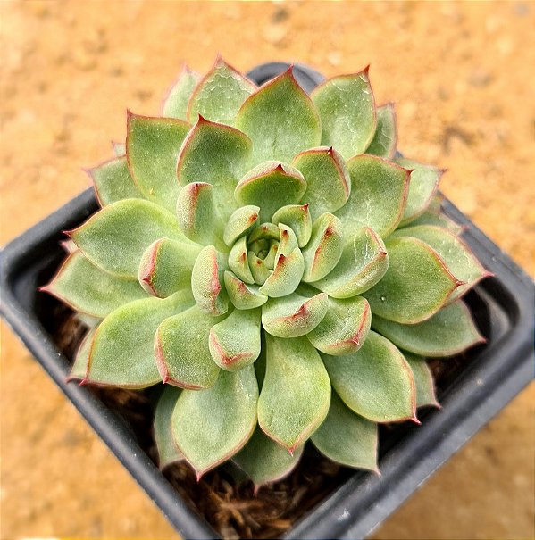 Echeveria mebina