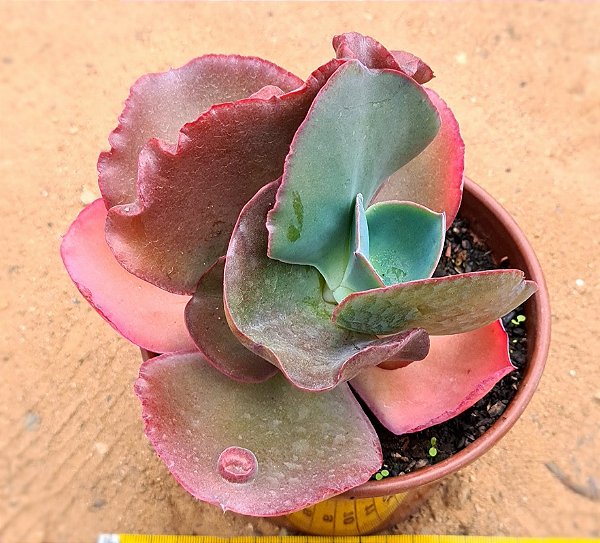 Echeveria gibiflora bumps