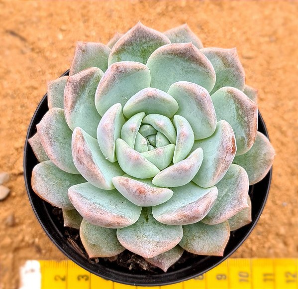 Echeveria ace soul